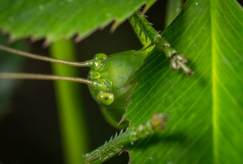 sheet nature insect