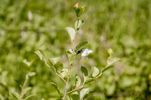 sheet plant nature