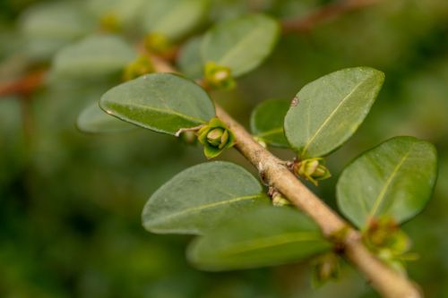 sheet nature plant