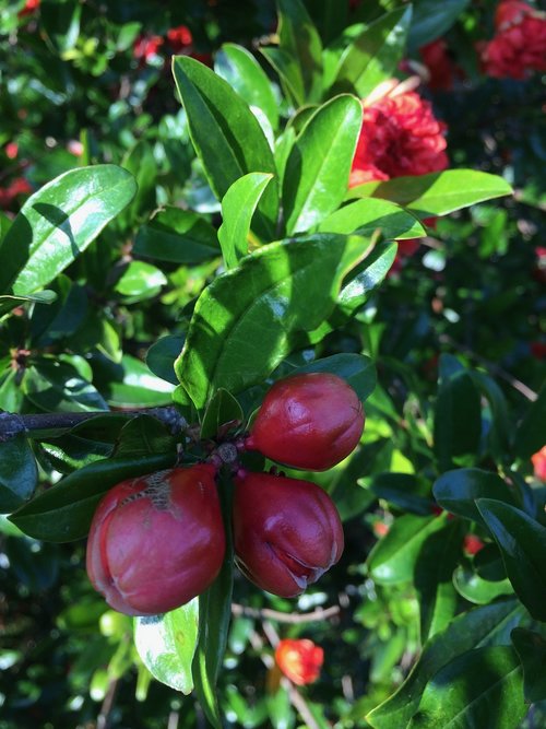 sheet  fruit  nature