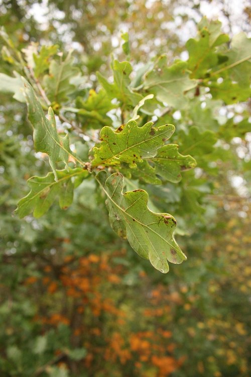 sheet  leaves  oak