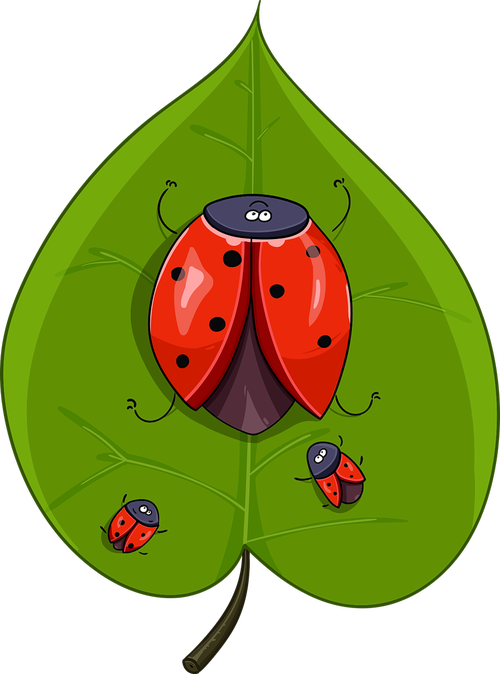sheet  beetle  ladybug