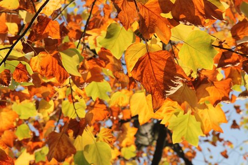 sheet  leaves  tree