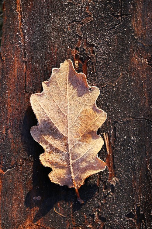 sheet  oak  autumn