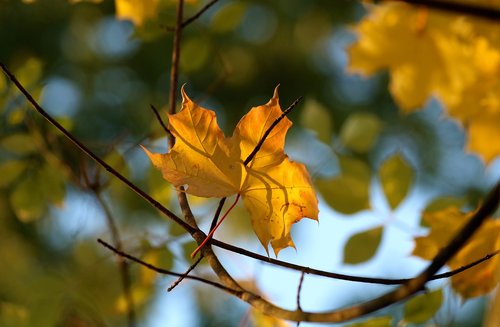 sheet  autumn  branch