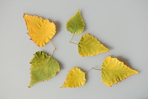 sheet  leaves  yellow