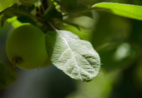 sheet apple tree sun