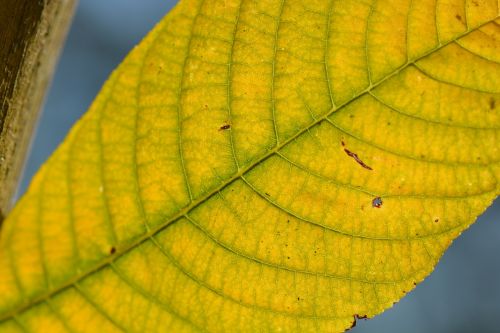 sheet veins autumn