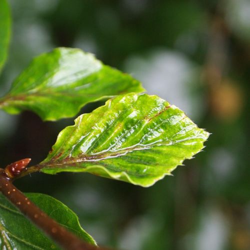 sheet rain tree