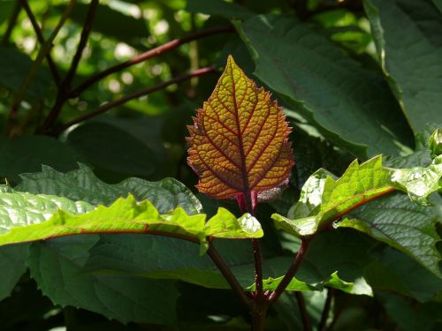 sheet garden nature