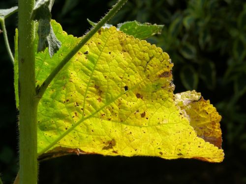 sheet hollyhock green