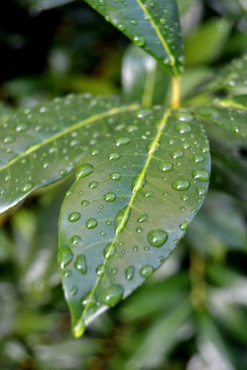 sheet dew drops