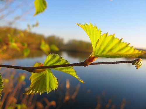 sheet leaves spring