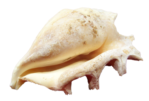 shell mollusk close