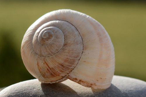 shell uninhabited macro