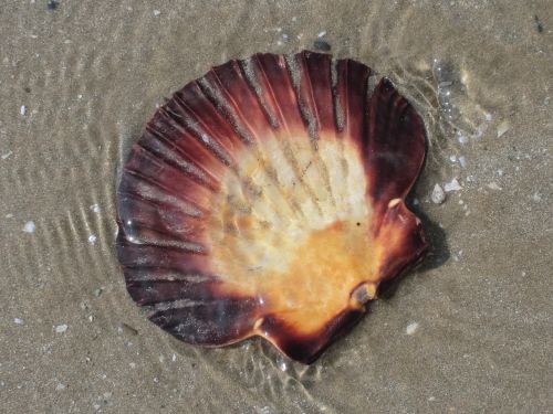 shell beach sea
