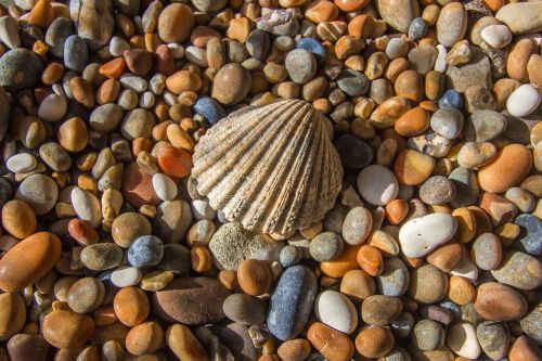 shell ocean rhinestones