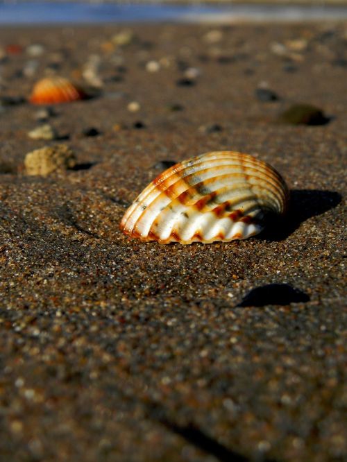 shell sea sasa