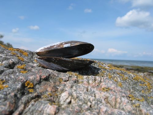 shell sea baltic sea