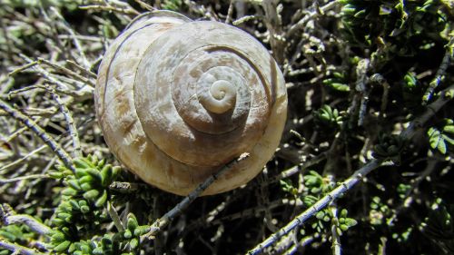 shell snail nature