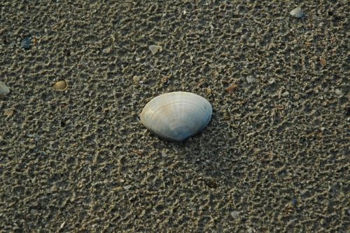 shell north sea sand