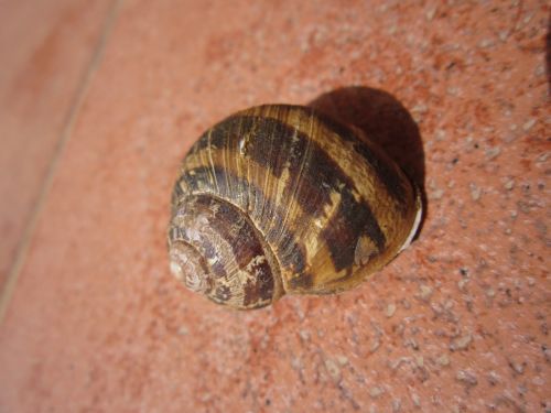 shell snail close
