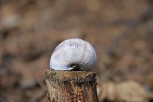 shell wood stock close