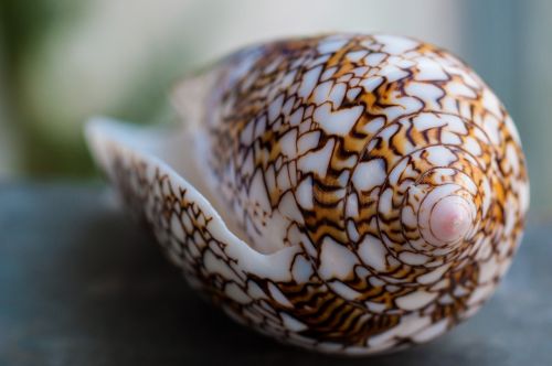 shell seychelles summer