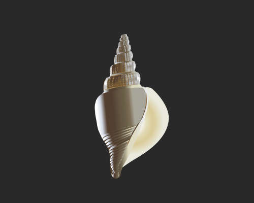 shell gastropod seashell