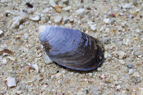 shell beach sea