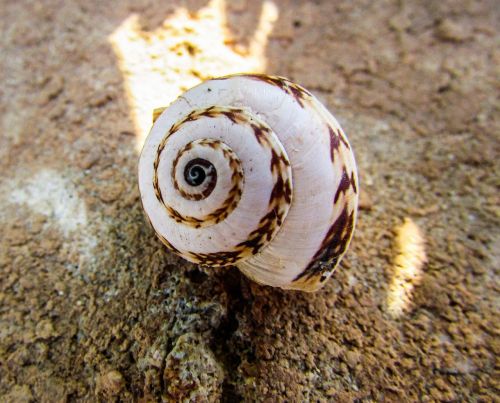 shell helix spiral