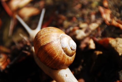 shell snail close