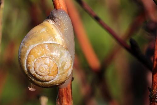shell snail garden bänderschnecke