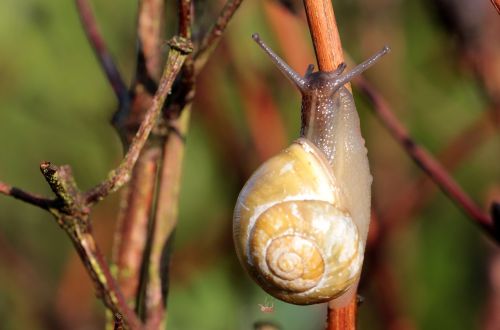 shell snail garden bänderschnecke