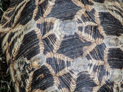 shell reptile turtle