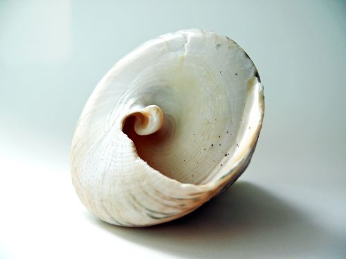 shell lime seashell