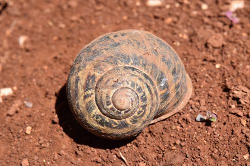 shell earth snail