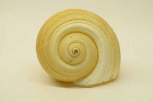 shell close spiral