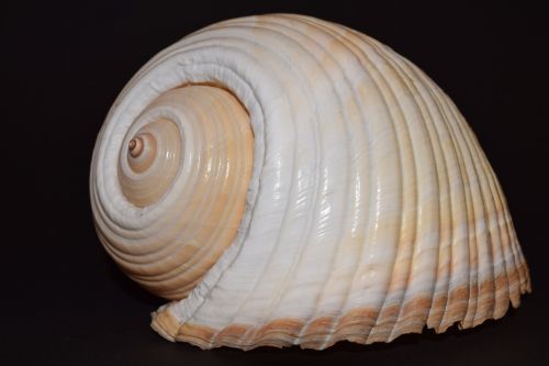 shell seashell mother of pearl