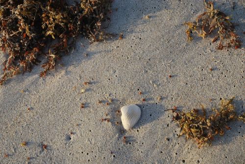 shell beach sea