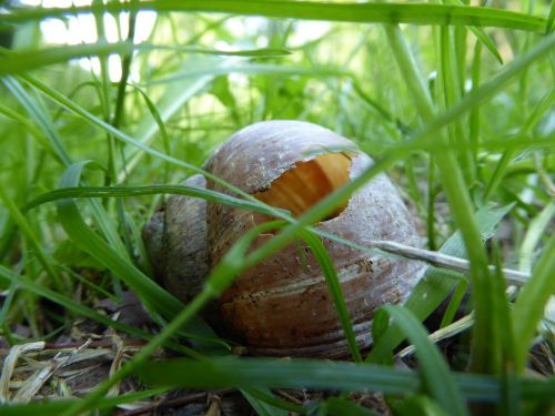 shell snail snail shell