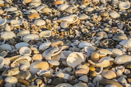 shells beach mar