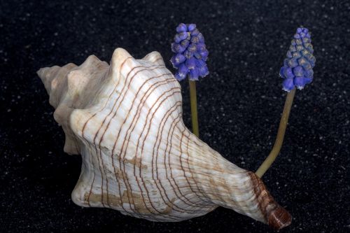 shell flower perlhyazinth