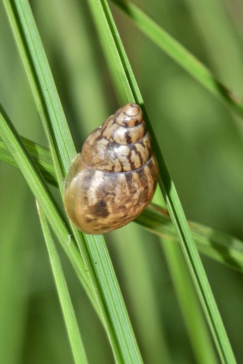 shell snail mollusk