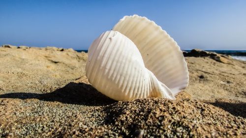 shell beach sea