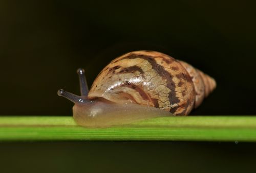 shell snail mollusk