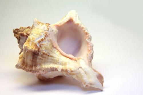 shell snail spiral