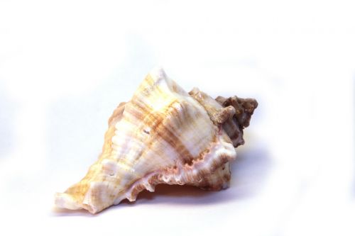 shell snail spiral