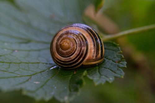 shell leaf close