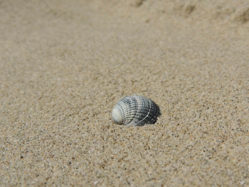 shell sand beach